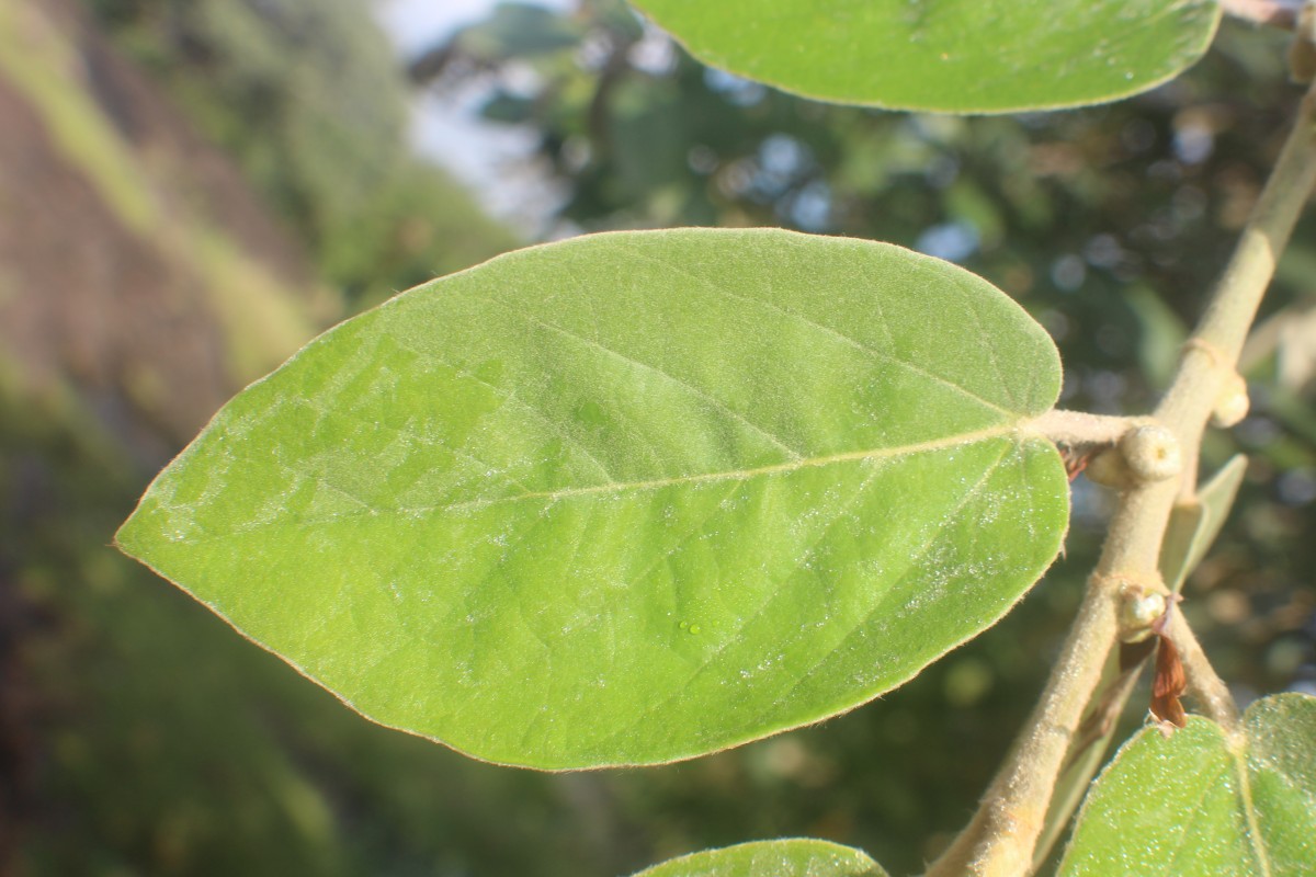 Ficus mollis Vahl